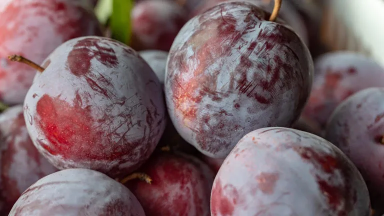 Esse é um detalhe muito comum nessas frutas e a explicação é simples.